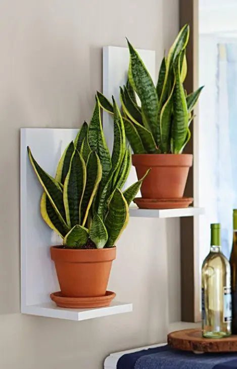 Modern Succulent Shelves| Set of 2 - zhrstores - 